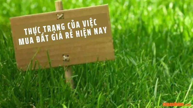 Thực trạng mua bán đất nhỏ giá rẻ