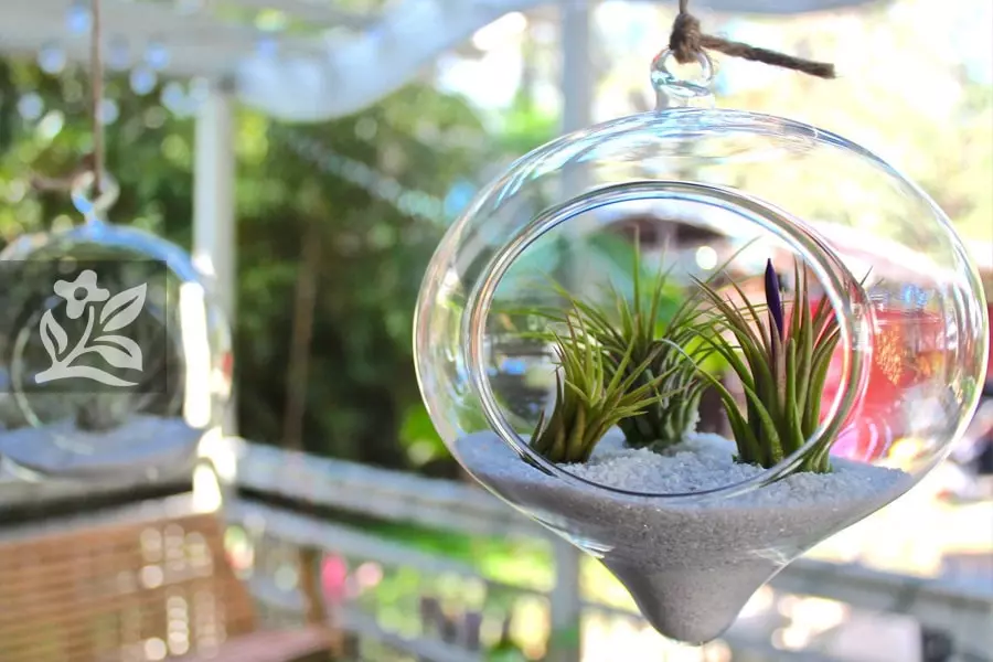 Terrariums rất được yêu thích trong những năm gần đây