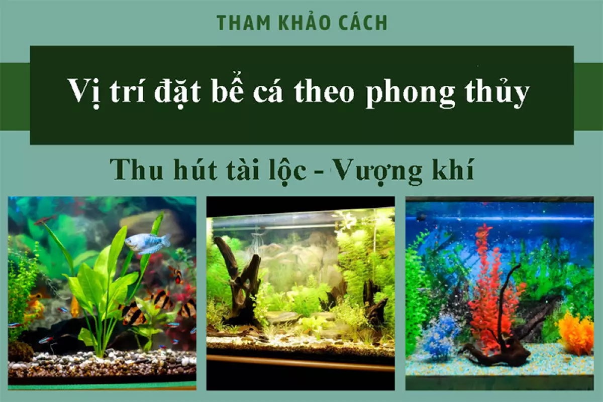 Vị trí đặt bể cá theo phong thủy thu hút tài lộc, vượng khí