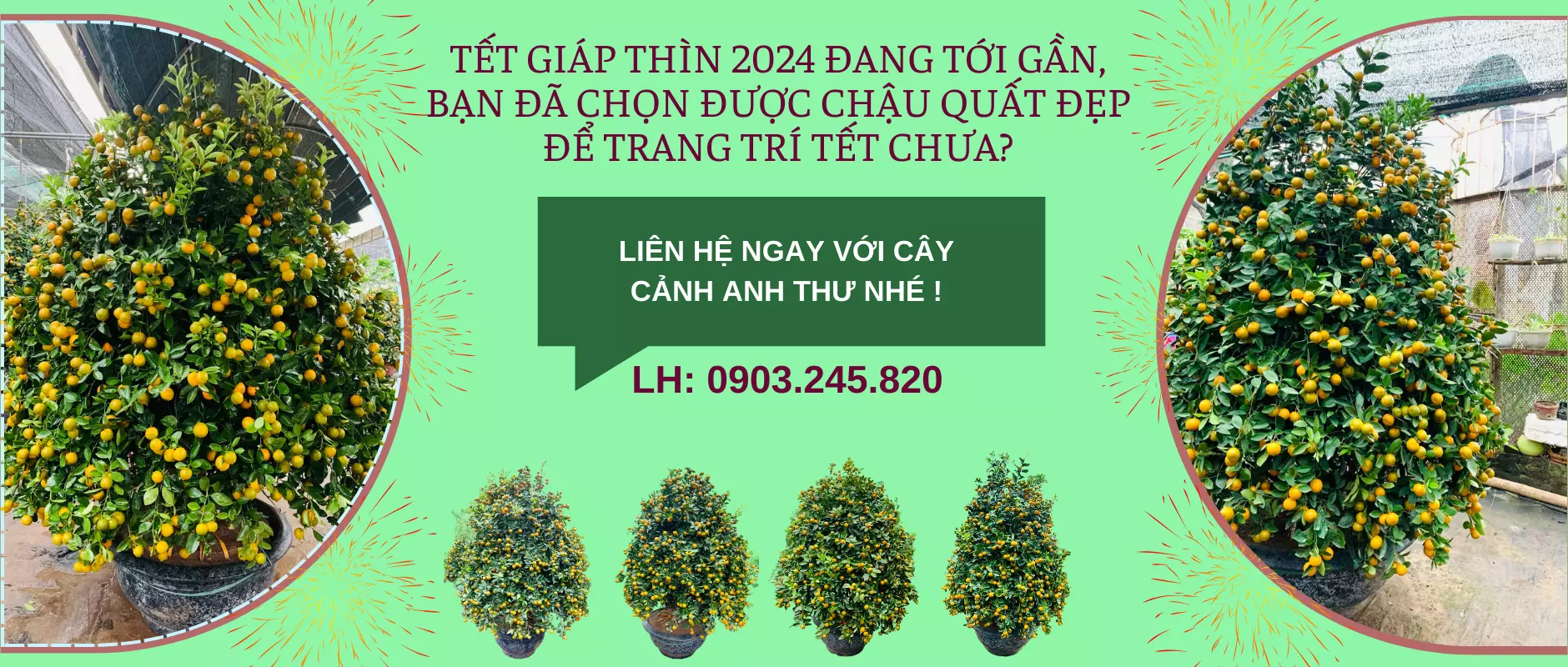 ý nghĩa lan hồ điệp ngày tết