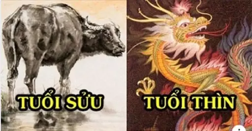 Tuổi Thìn có hợp với Tuổi Sửu không? Luận Giải Mới Nhất 3