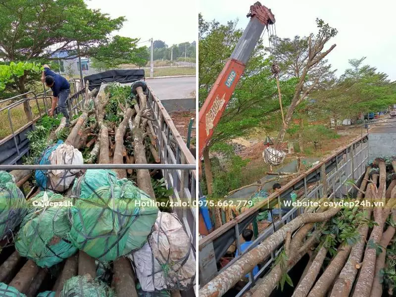 Nhà vườn đang cẩu cây Xà Cừ và xếp gọn gàng lên thùng xe