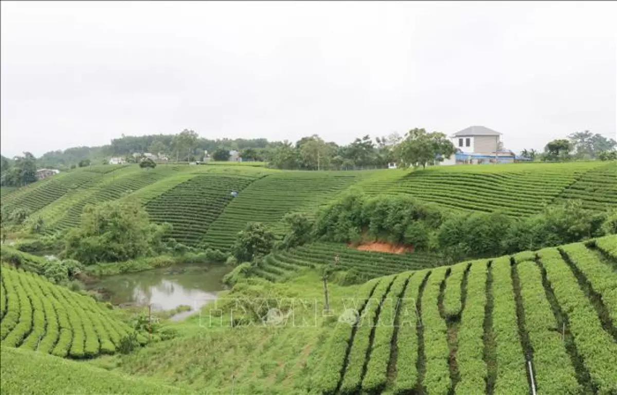 Cảnh quan vùng chè Đại Từ