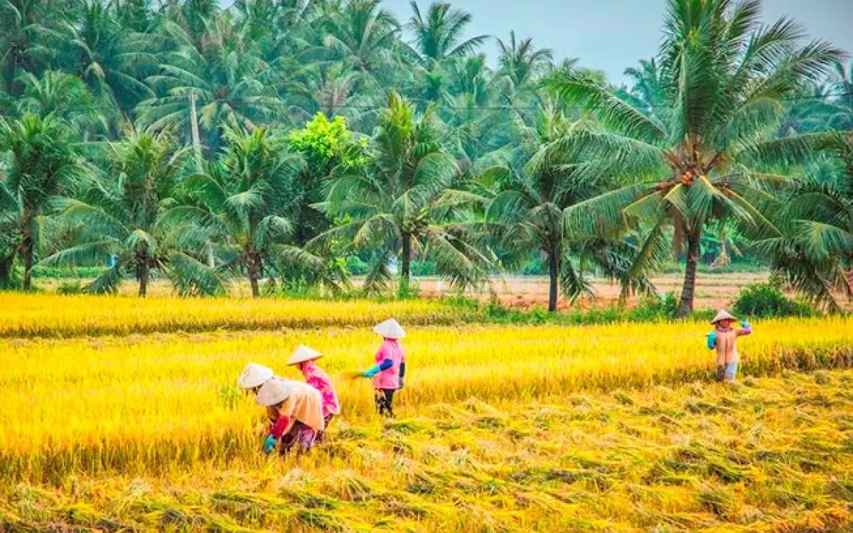 Hình ảnh quê hương Bến Tre yên bình