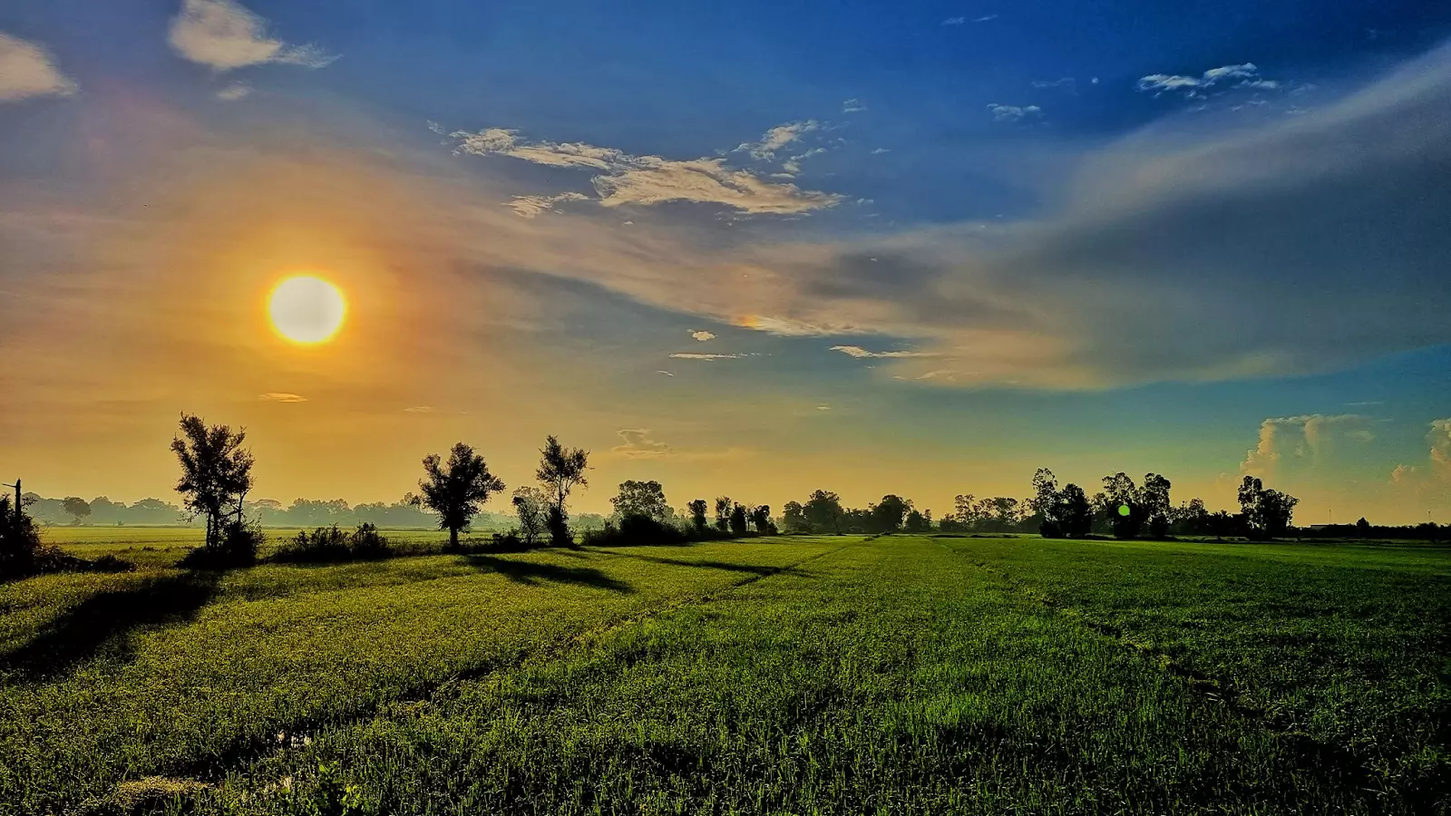 Bình minh trên cánh đồng