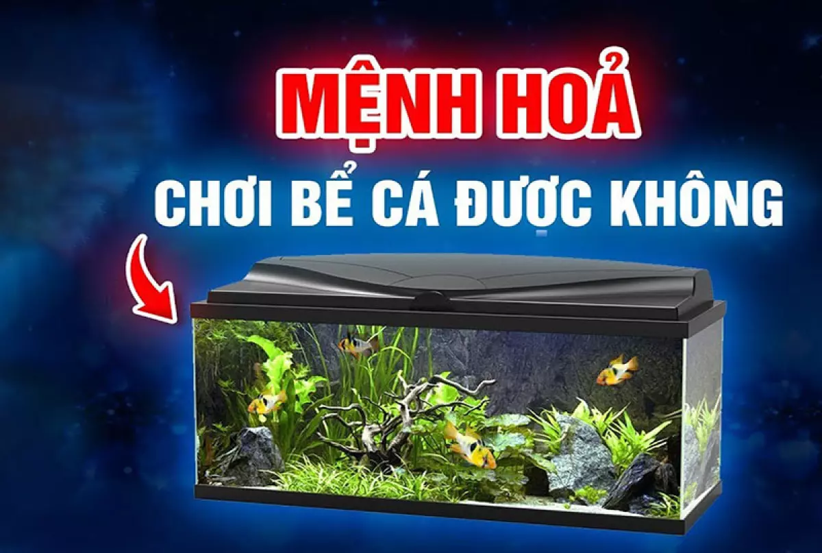 Mệnh hỏa có chơi được bể cá không?