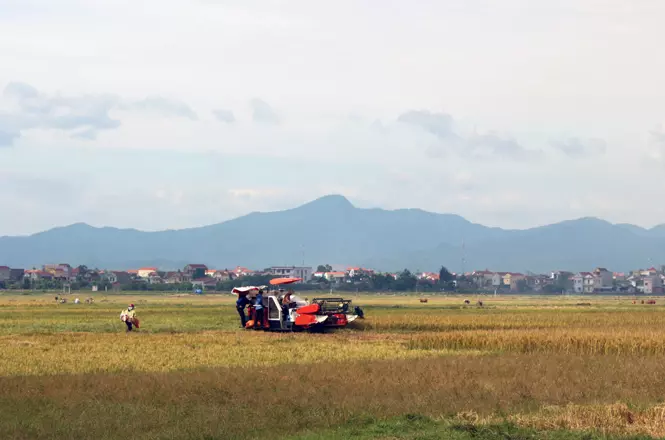 Nông dân Lộc Ninh thu hoạch lúa đông-xuân.